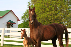 Shelbyville Undalata Farm