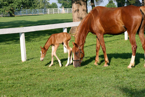 Shelbyville Undalata Farm